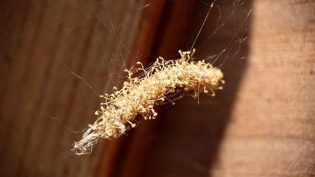 Macrophotography. A dry golden bundle with a larva weighs on the web. Texture or background