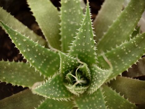 Macrophotography of a green Aloe vera cactus potted top view.Texture or background