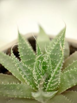 Macrophotography. Green Aloe vera plant in a pot close-up.Texture or background.Selective focus.