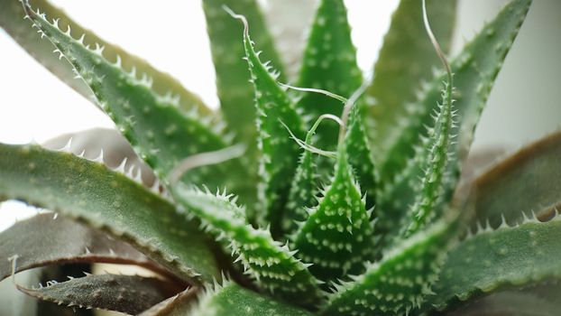 Macrophotography. Medicinal green aloe plant with thorns .Texture or background.Selective focus.