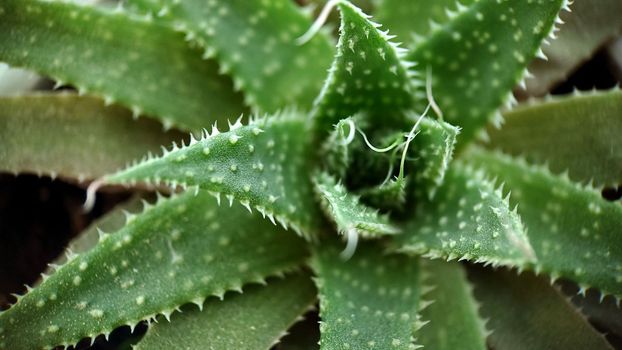 Macrophotography. Medicinal green aloe plant with thorns top view.Texture or background.Selective focus.