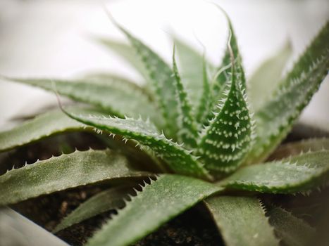 Macrophotography. Medicinal green aloe cactus with thorns close-up.Texture or background.Selective focus.