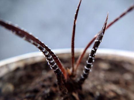 Macrophotography.Long withered tendrils of a purple cactus close-up.Texture or background.Selective focus.