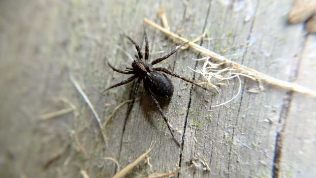 A black spider on the background of an old wooden board.Macrophotography.Selective focus.Texture or background.
