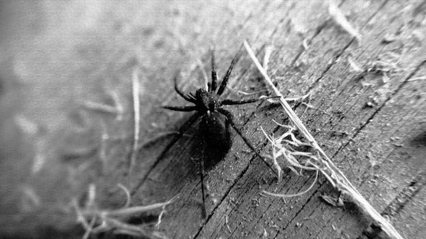 A black-and-white aged image of a spider on a wooden surface.Macrophotography.Texture or background.