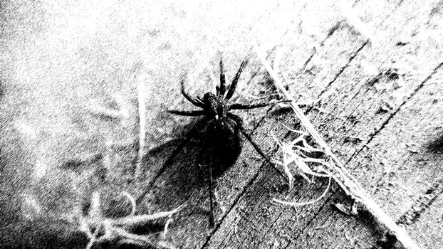 A black-and-white aged image of a spider on a wooden surface.Macrophotography.Texture or background.