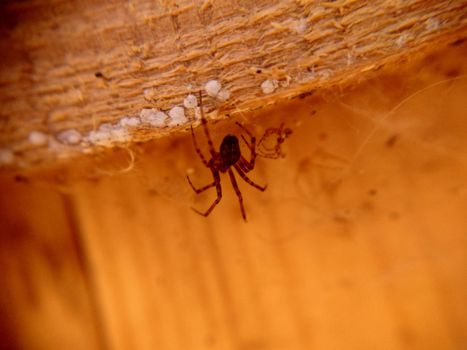 Spider hanging under the wooden ceiling close-up.Macrophotography.Texture or background.