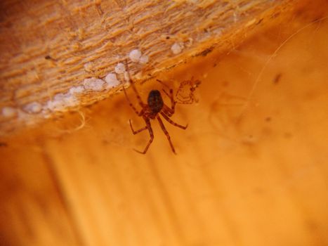 Selective focus of the spider under the ceiling close-up.Macrophotography.Texture or background.