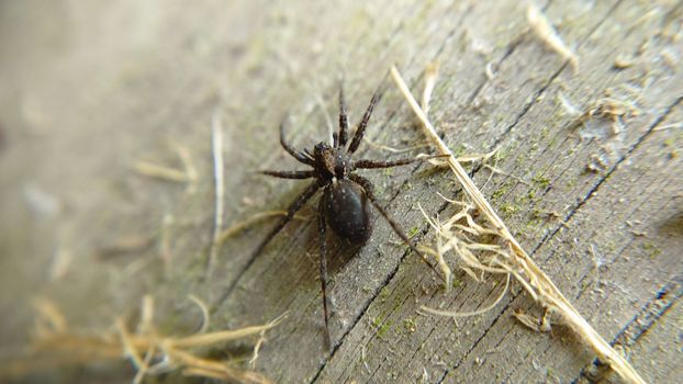 Selective focus of a black spider on the background of an old wooden board.Macrophotography.Texture or background.