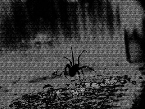 Creepy abstract spider on an old wooden board black background. Macrophotography.Texture or background.Selective focus.