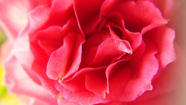 The petals of a blooming rose are pink .Macro photography.Texture or background.Selective focus.
