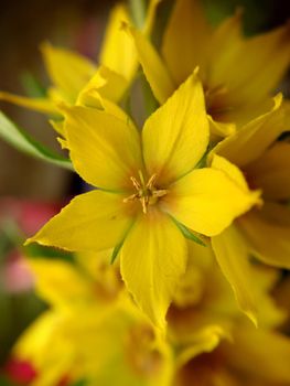 Yellow perennial wildflowers Lysimachia punctata.Macro photography.Texture or background.Selective focus.