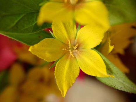 Background image of perennial small yellow wildflowers close-up.Macro photography.Texture or background.Selective focus.