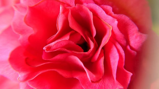 Background texture of rose petals in pink close-up.Macro photography.Texture or background.Selective focus.