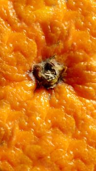 The texture of the background is made of rough orange peel on top.Macro photography.Texture or background.Selective focus.