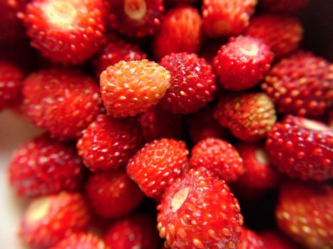 Selected focus from a handful of red forest strawberries top view.Macro photography.Texture or background.Selective focus.
