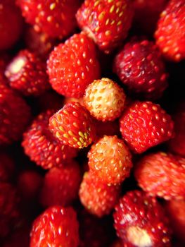 Background texture a handful of red forest strawberries top view.Macro photography.Texture or background.Selective focus.