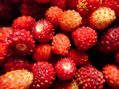 A handful of red forest strawberries is a selective focus.Macro photography.Texture or background.Selective focus.