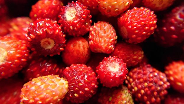 A handful of red forest strawberries in close-up.Macro photography.Texture or background.Selective focus.