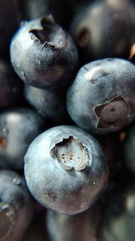 A handful of large garden ripe blueberries close-up.Macro photography.Texture or background.Selective focus.