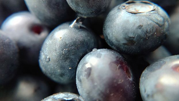 Selective focus of large ripe garden blueberries in close-up.Macro photography.Texture or background.Selective focus.