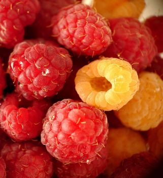 Ripe garden raspberries in red and yellow close-up.Macro photography.Texture or background.Selective focus.