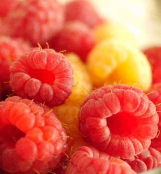 Red and yellow garden raspberries close-up selective focus.Macro photography.Texture or background.Selective focus.