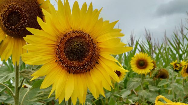 Close-up of a yellow sunflower in full bloom in cloudy summer.Texture or background