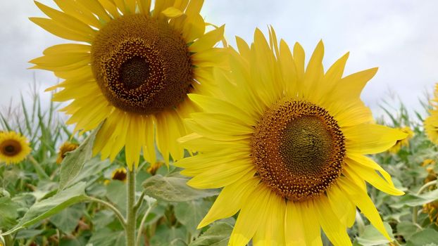 In the foreground are two yellow sunflowers in cloudy weather.Texture or background