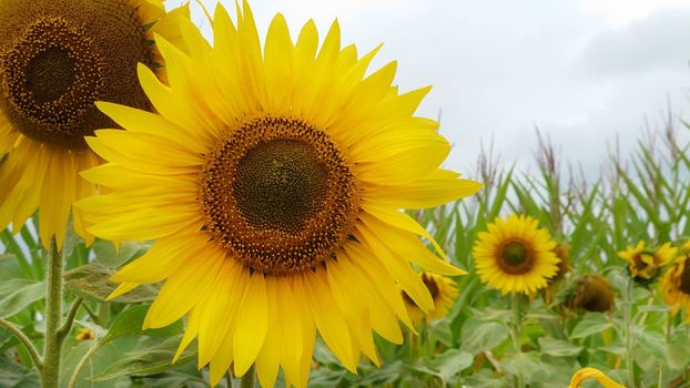 There are two yellow sunflowers in the foreground in cloudy weather.Texture or background