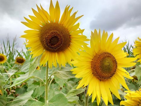 Two yellow sunflowers on a cloudy day in the foreground close-up.Texture or background