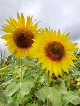 Two yellow sunflowers in the foreground in full bloom on a cloudy summer day close-up.Texture or background