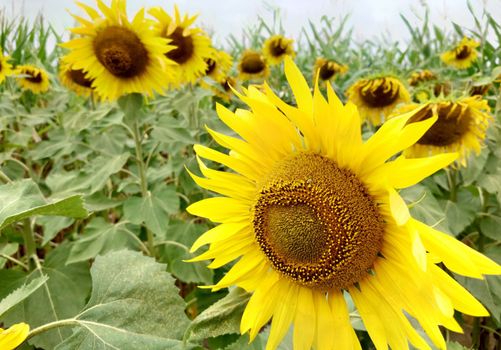 Blooming yellow sunflowers on a cloudy summer day close-up.Texture or background.