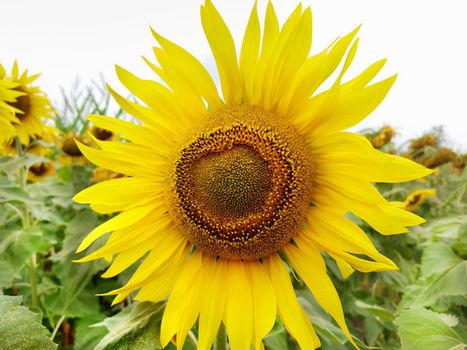 In the foreground on a cloudy day is a yellow sunflower.Texture or background.
