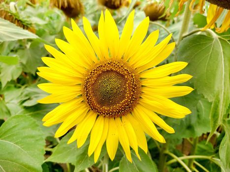 The head of a yellow sunflower on a cloudy day in close-up.Texture or background.