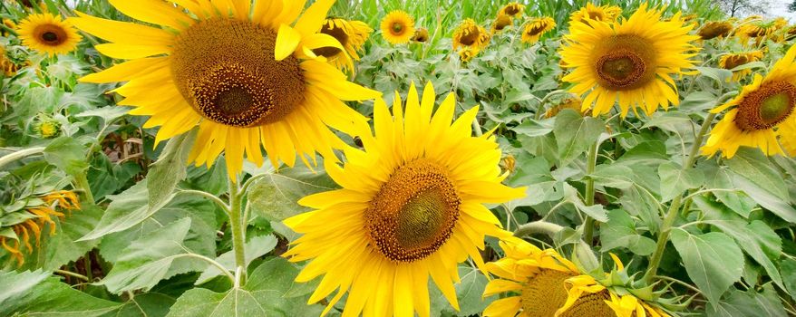 Bright yellow sunflowers growing in a field on a cloudy day.Texture or background.