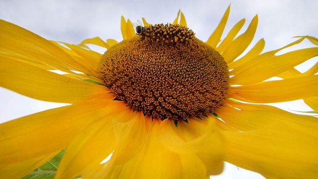 On a cloudy day, a close-up of a yellow flowering sunflower from below.Texture or background.