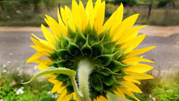 Yellow sunflower view from the back side close-up.Texture or background