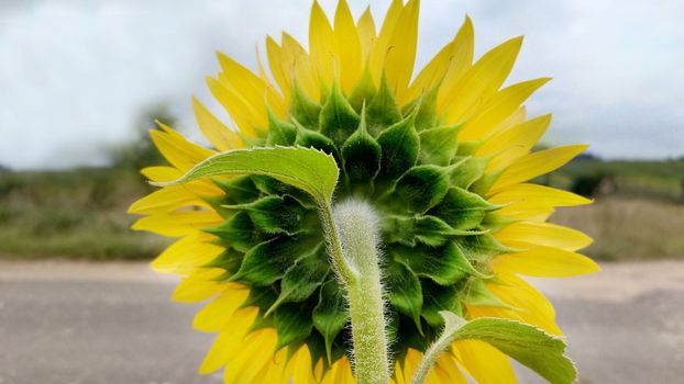 View of a yellow sunflower from the back on a cloudy day.Texture or background