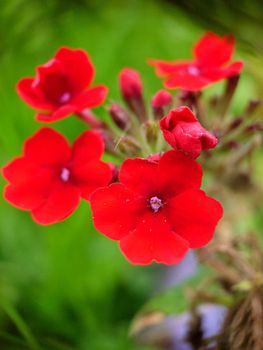 Red verbena bloomed on a summer day against the background of grass.Macrophotography.Texture or background.Selective background.