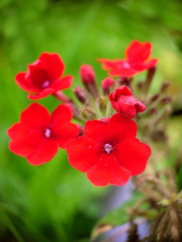 Red verbena hybrid blooming in the garden.Macro photography.Texture or background.Selective background.