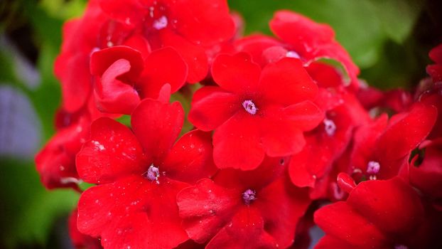 Bright red verbena flowers on a summer day close-up.Macrophotography.Texture or background.Selective background.