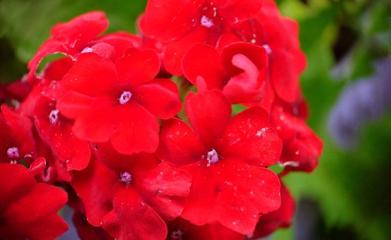 A bunch of bright red verbena flowers on a summer day close-up.Macrophotography.Texture or background.Selective background.