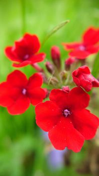 Bright red verbena flowers on a summer day on a grass background.Macrophotography.Texture or background.Selective background.