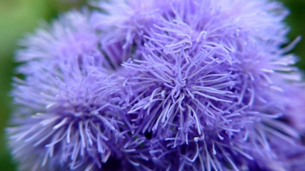 A group of fluffy blue flowers of the plant Ageratum houstonianum.Macrophotography.Texture or background.Selective focus.