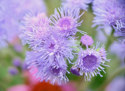 A group of fluffy purple Ageratum houstonianum flowers on a grassy background.Macrophotography.Texture or background.Selective focus.