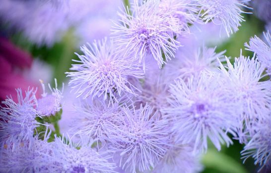 A group of fluffy flowers Ageratum houstonianum close-up.Macrophotography.Texture or background.Selective focus.