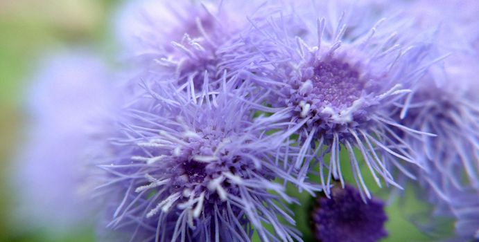 A large group of blue flowers of the Ageratum houstonianum plant, commonly known as the loss flower, blue mink, blue weed textured floral background.Macrophotography.Texture or background.Selective focus.