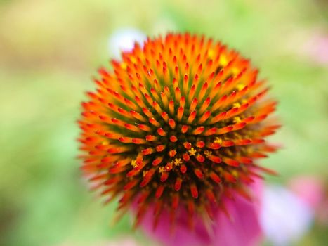 A single prickly flower with petals freely arranged backwards.Macro photography.Texture or background.Selective focus.