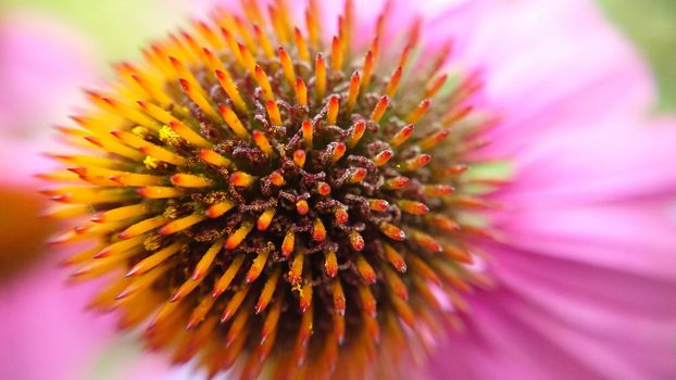 Pink echinacea flower with a prickly head and petals from behind close-up.Macrophotography.Texture or background.Selective focus.